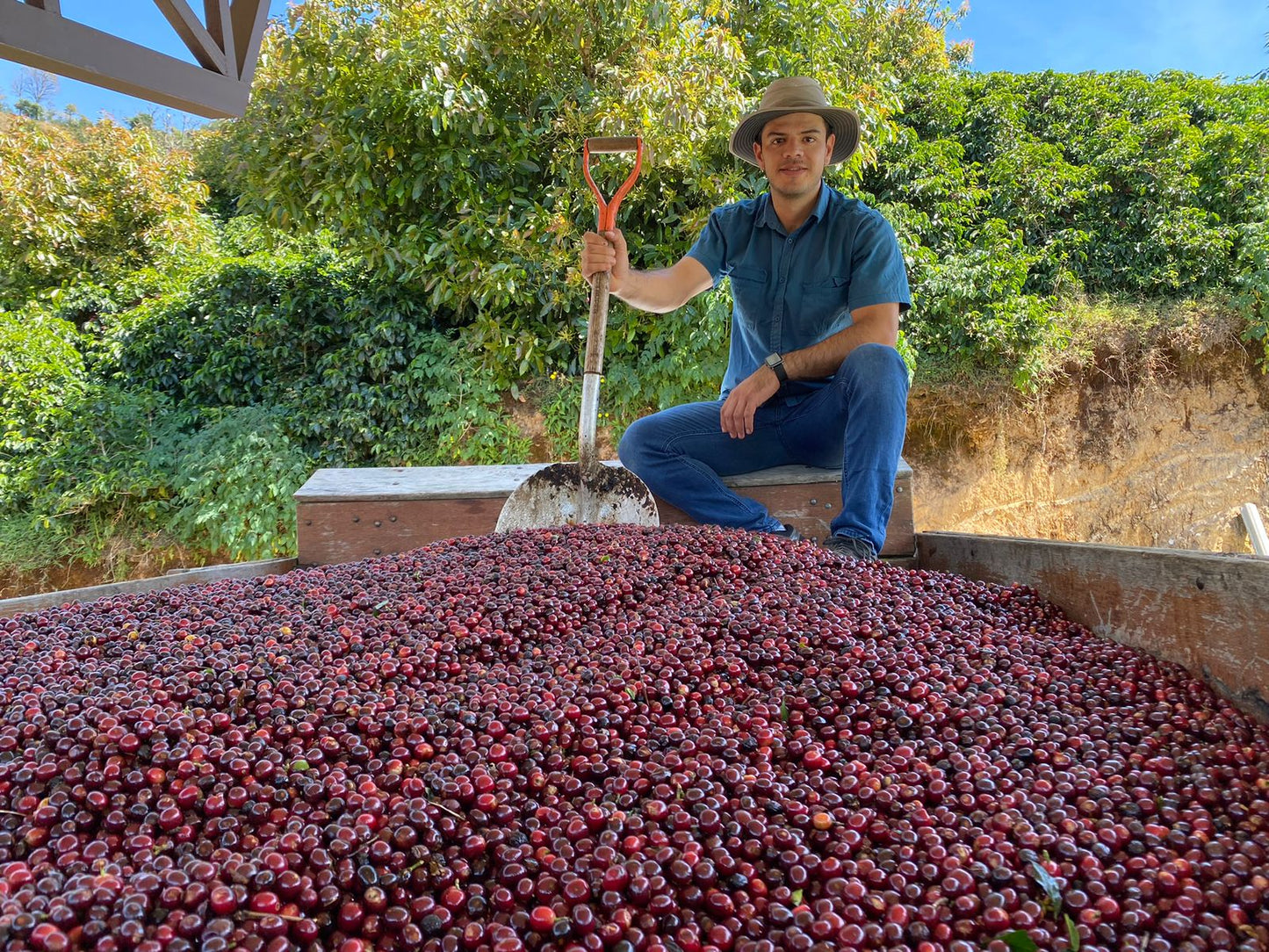On the farm in costa rica, coffee farmer costa rica, grown in costa rica roasted in seattle, delicious coffee from costa rica
