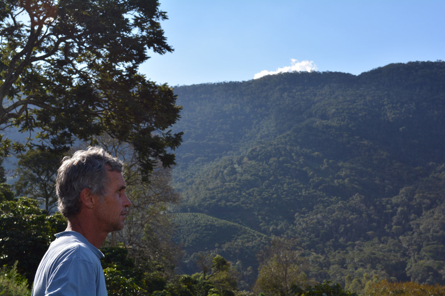 View of coffee farm in Brazil, coffee farmer in brazil, beautiful view of forest in brazil, coffee farmer stories