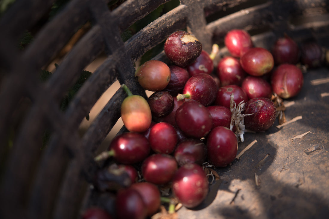 Coffee cherry. How washed coffee and natural coffee taste different.