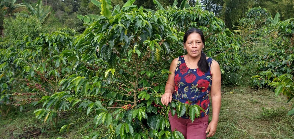 Ana Nelly Coffee Farmer, Coffee Farmer Stories, Coffee farmers from Colombia, columbian coffee growers, coffee direct from colombia