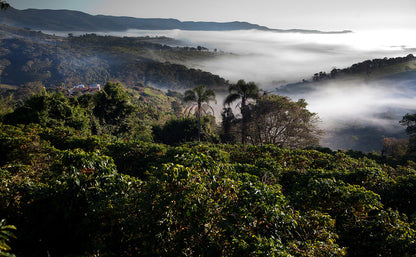 Coffee farm in Brazil, beautiful view overlooking coffee fields Brazil.
